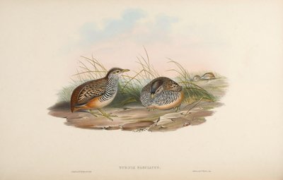 Turnix fasciata = Turnix suscitator fasciata door John Gould